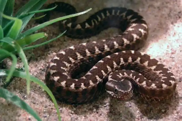 Alcatrazes Lancehead1.jpg | Animais | animais, cobra, cobras, curioso, perigoso, serpentes, víboras