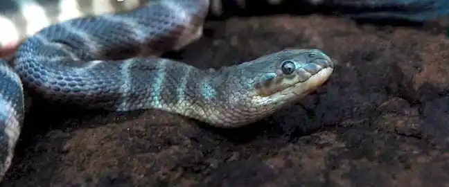 Beaked sea snake1.jpg | Animais | animais, cobra, cobras, curioso, perigoso, serpentes, víboras
