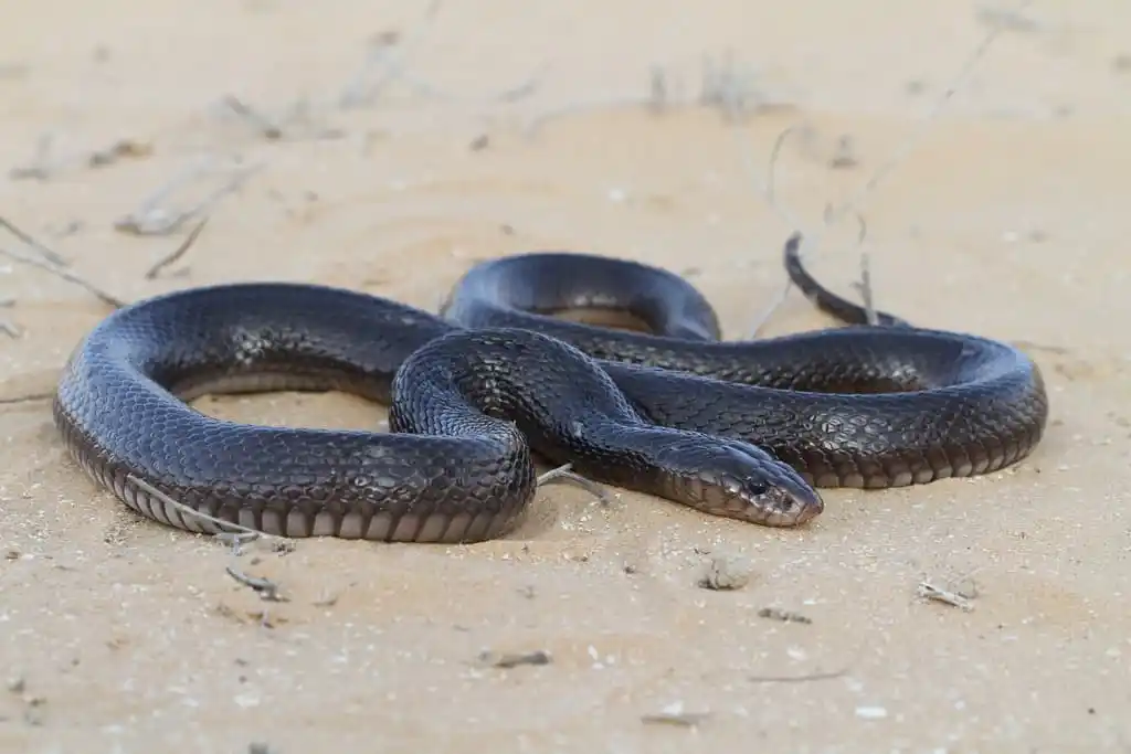 Black desert cobra.jpg | Animais | animais, cobra, cobras, curioso, perigoso, serpentes, víboras