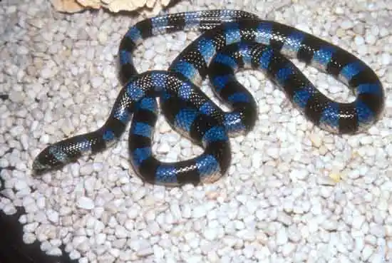 Black banded sea krait1.jpg | Animais | animais, cobra, cobras, curioso, perigoso, serpentes, víboras
