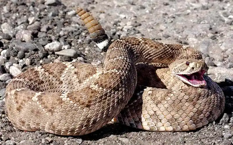 Cascabel1.jpg | Animais | animais, cobra, cobras, curioso, perigoso, serpentes, víboras
