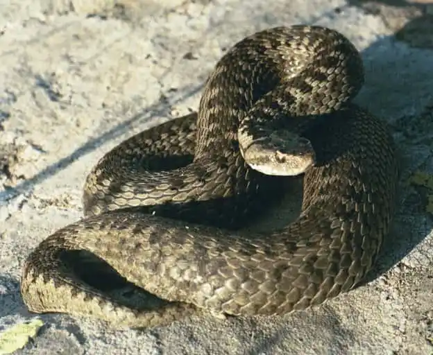 Darevskys Vipers1.jpeg | Animais | animais, cobra, cobras, curioso, perigoso, serpentes, víboras