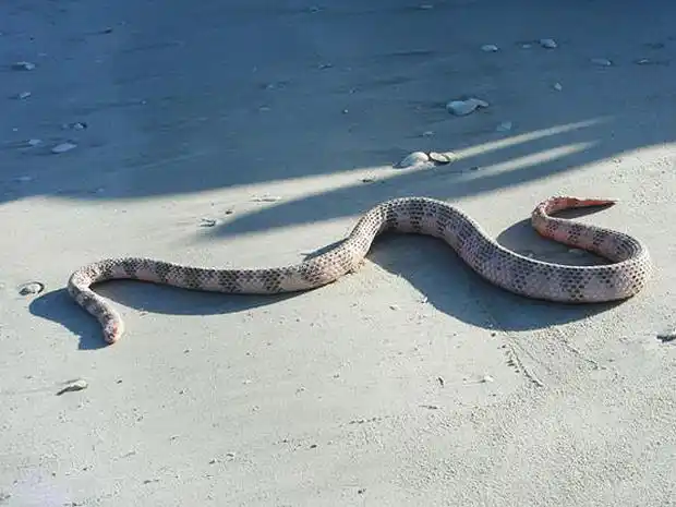 Dubois sea snake1.jpg | Animais | animais, cobra, cobras, curioso, perigoso, serpentes, víboras