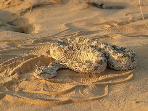 Horned Viper1.jpg | Animais | animais, cobra, cobras, curioso, perigoso, serpentes, víboras