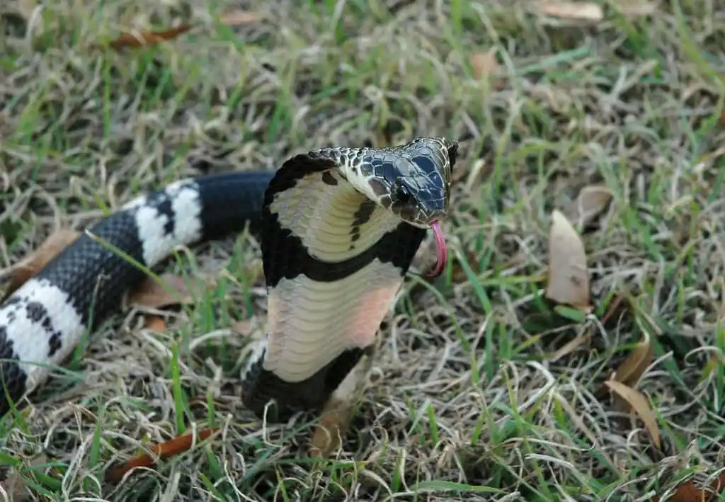 Indochinese spitting cobra1.jpg | Animais | animais, cobra, cobras, curioso, perigoso, serpentes, víboras