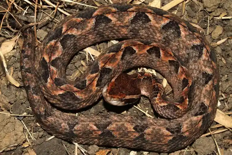 Malayan pit viper1.jpeg | Animais | animais, cobra, cobras, curioso, perigoso, serpentes, víboras