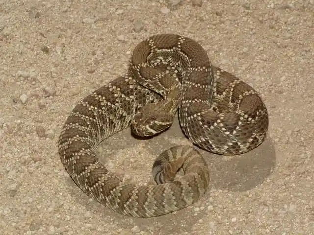 Mojave rattlesnake1.jpg | Animais | animais, cobra, cobras, curioso, perigoso, serpentes, víboras