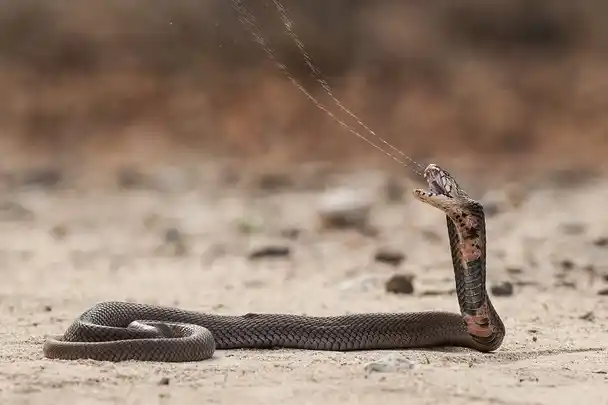 Mozambique spitting cobra1.jpg | Animais | animais, cobra, cobras, curioso, perigoso, serpentes, víboras