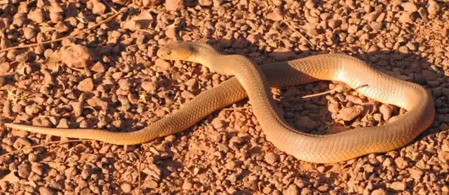 Naja katiensis1.jpg | Animais | animais, cobra, cobras, curioso, perigoso, serpentes, víboras