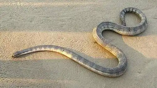 Perons sea snake.jpg | Animais | animais, cobra, cobras, curioso, perigoso, serpentes, víboras