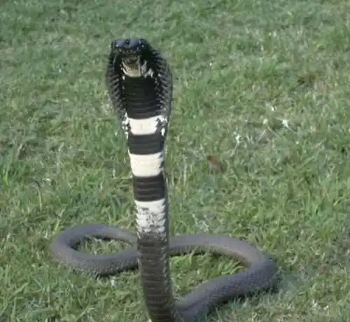 Rinkhals.jpg | Animais | animais, cobra, cobras, curioso, perigoso, serpentes, víboras