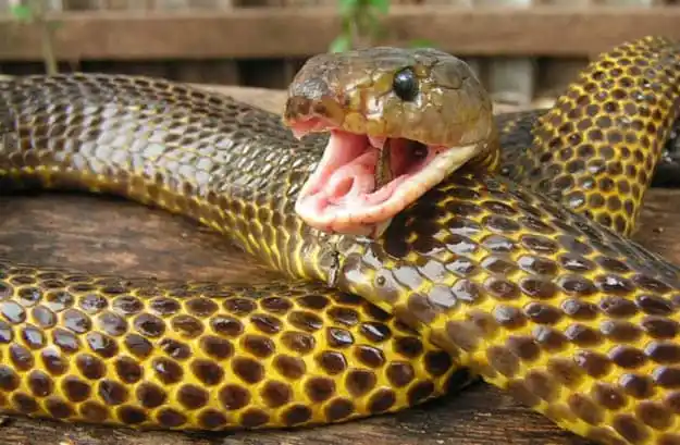 Samar cobra.jpg | Animais | animais, cobra, cobras, curioso, perigoso, serpentes, víboras