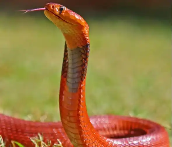 Red Spitting Cobra.jpg | Animais | animais, cobra, cobras, curioso, perigoso, serpentes, víboras