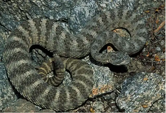Tiger rattlesnake1.jpg | Animais | animais, cobra, cobras, curioso, perigoso, serpentes, víboras