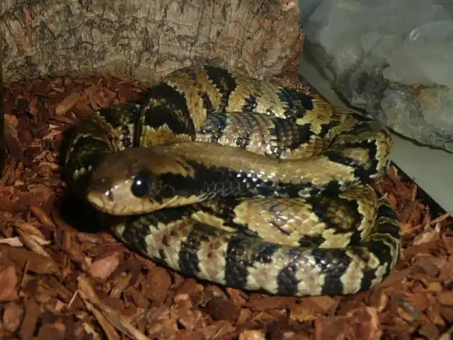 Water cobras.jpg | Animais | animais, cobra, cobras, curioso, perigoso, serpentes, víboras