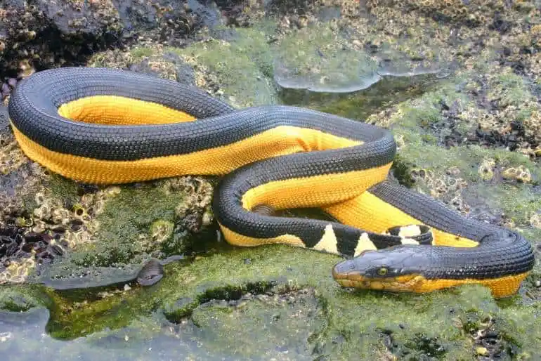 Yellow bellied sea snake.jpeg | Animais | animais, cobra, cobras, curioso, perigoso, serpentes, víboras