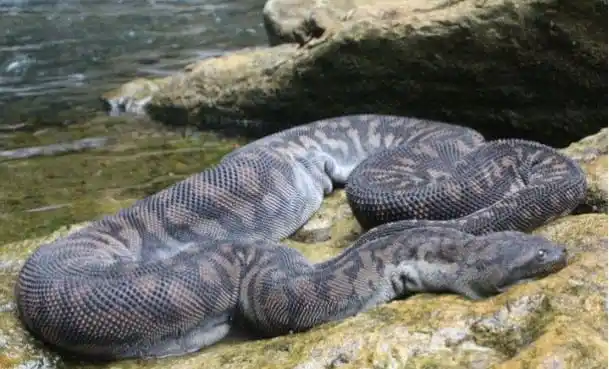 Elephant Trunk Snake1.jpg | Animais | animais, cobra, cobras, curioso, perigoso, serpentes, víboras