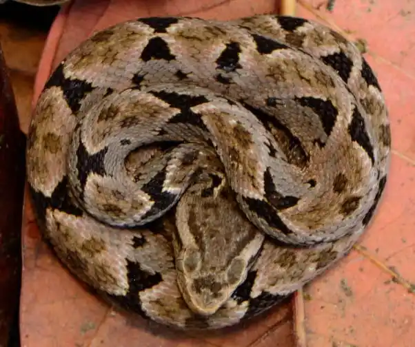 Ultimate Pit Viper.jpg | Animais | animais, cobra, cobras, curioso, perigoso, serpentes, víboras