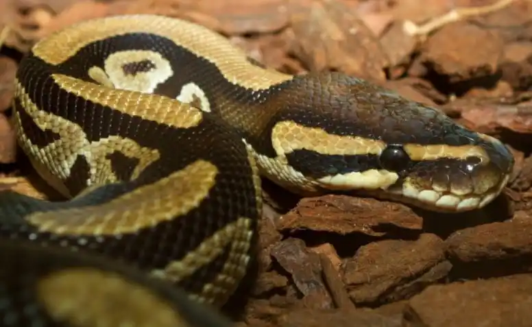 Ball Python.jpg | Animais | animais, cobra, cobras, curioso, perigoso, serpentes, víboras