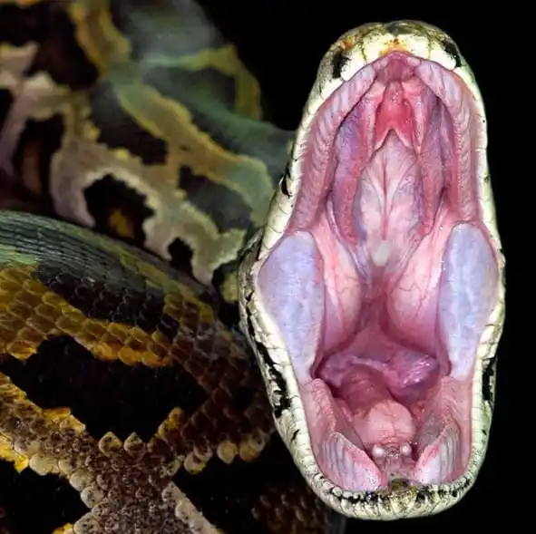 Burmese Python.jpg | Animais | animais, cobra, cobras, curioso, perigoso, serpentes, víboras