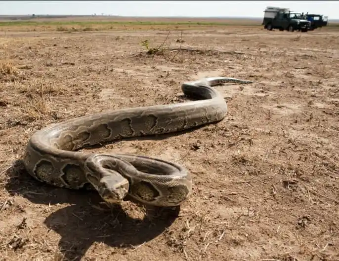 African Rock Python.jpg | Animais | animais, cobra, cobras, curioso, perigoso, serpentes, víboras