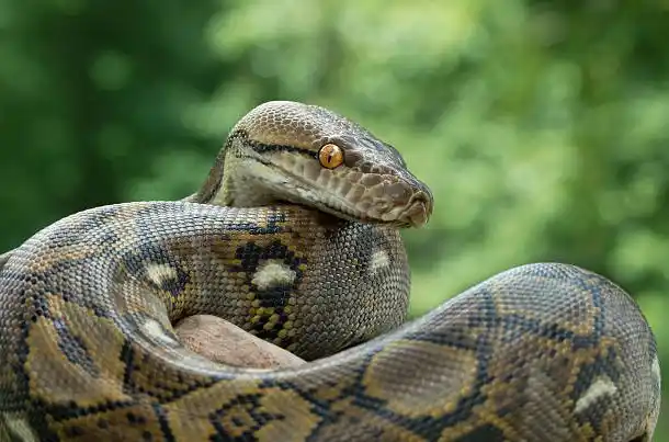 Reticulated Python.jpg | Animais | animais, cobra, cobras, curioso, perigoso, serpentes, víboras