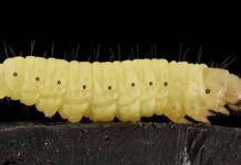 A lagarta e o problema do plástico