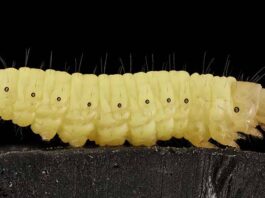 A lagarta e o problema do plástico