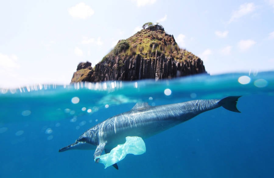 dolphin with plastic bag | Animais | curiosidades, plastico, poluição