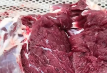 Fasciculação – o video bizarro da carne se mexendo sozinha