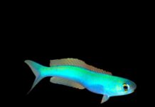 Tilefish camaleão: O incrível peixe que fica mudando de cor sem parar