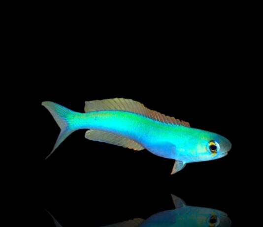 Tilefish camaleão: O incrível peixe que fica mudando de cor sem parar